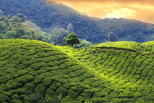 Kenya Tour Packages from India with safari experiences and Indian meals